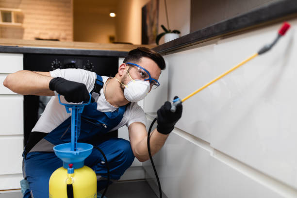 Flea Control Services in Town And Country, WA