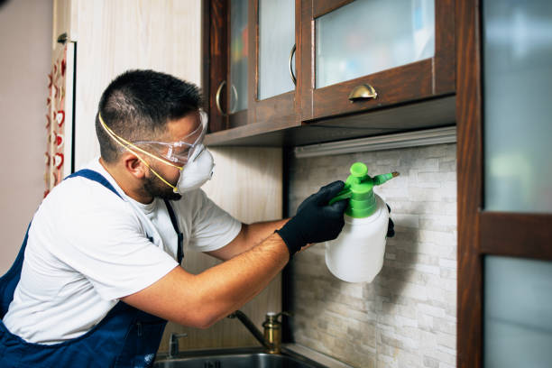 Best Termite Control Services  in Town And Country, WA