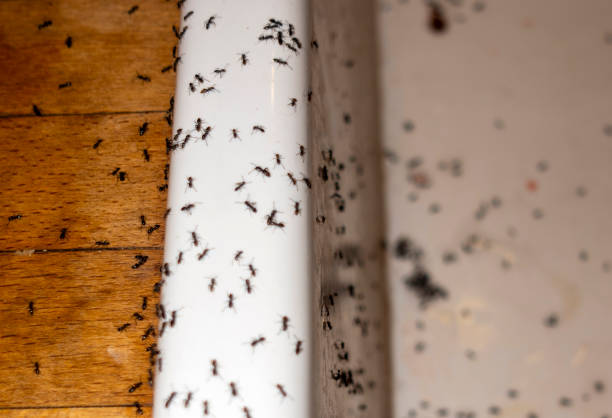 Best Bed Bug Extermination  in Town And Country, WA