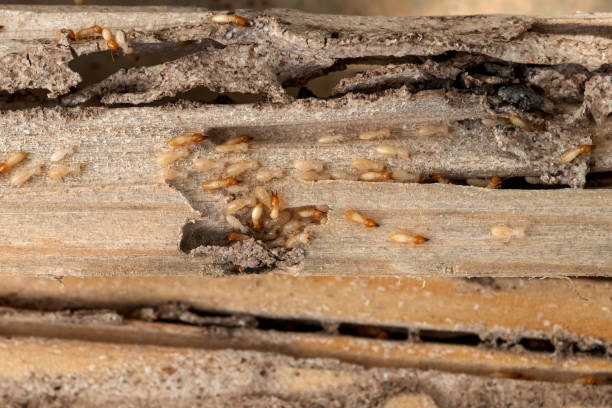Best Insect Control  in Town And Country, WA