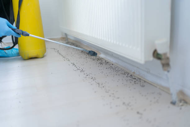 Best Mosquito Control Services  in Town And Country, WA