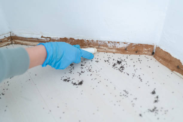 Best Bed Bug Extermination  in Town And Country, WA