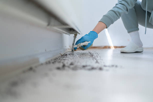 Best Flea Control Services  in Town And Country, WA