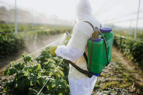 Best Affordable Pest Control Services  in Town And Country, WA